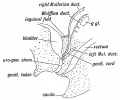 Fig. 86. Diagram of the Genital Ducts at -the commencement of the 3rd month of foetal life. Lateral view.