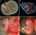 Wallaby Embryo and Fetus