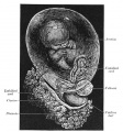 30 Fetus of about eight weeks, enclosed in the amnion.