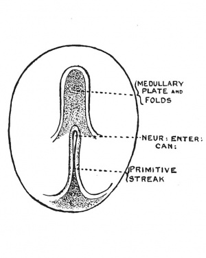 Fig. 36 Diagram of the Embryogenic area of an Embryonic plate viewed from above.