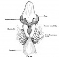 Fig. 342. The anterior end of an embryo of Shark (Callorhynchus antarcticus