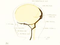 Streeter1921 fig20.jpg