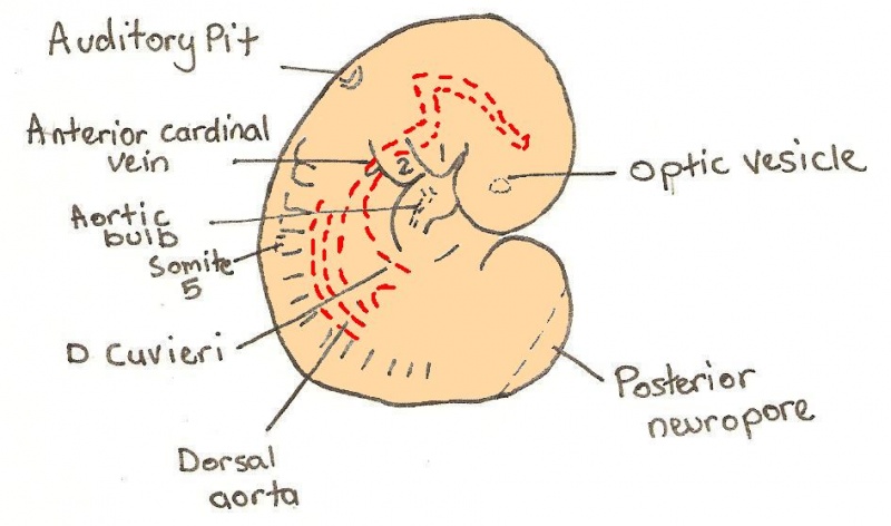 File:Day 9 Formation and closure of anterior neuropore.JPG