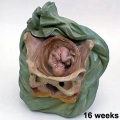 Week 16 Fetus Model