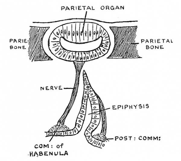 Fig. 104 The Pineal Gland and Sense Organ in a Lizard.