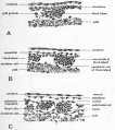 Fig. 25. Drawings to show the cellular organization of blood islands at three stages in their differentiation.