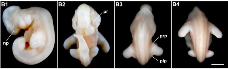 File:Bat - Miniopterus schreibersii fuliginosus Stage 14.jpg