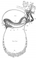Plate 3 Sagittal view of embryo vascular system