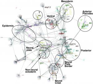 Frog ectoderm gene co-expression network