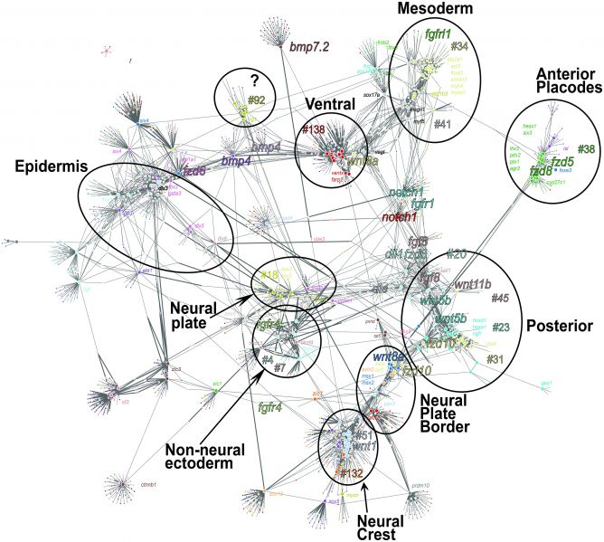 File:Frog ectoderm gene co-expression network.jpg