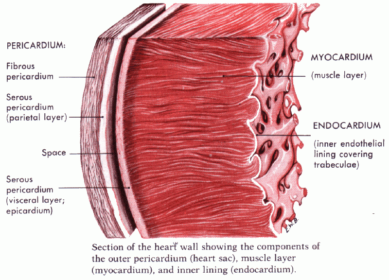 File:Histology of the Heart.gif