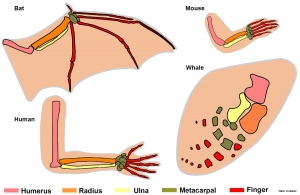 Comparison of mammalian limbs