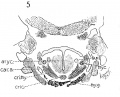 Fig 5 Frontal section of human Embryo no. 317 (12.5 mm.) to show M. crico-thyreoideus and arytaenoid masses.