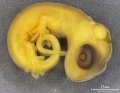 Lizard embryo 02.jpg