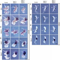 Category:Mouse E13.5 - Embryology