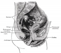 Gray1139.jpg
