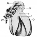 Fig. 263. Reconstruction of the dental ridge and a papilla of an embryo of 30 cm.