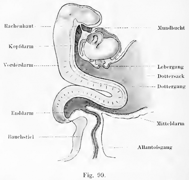 File:Kollmann099.jpg