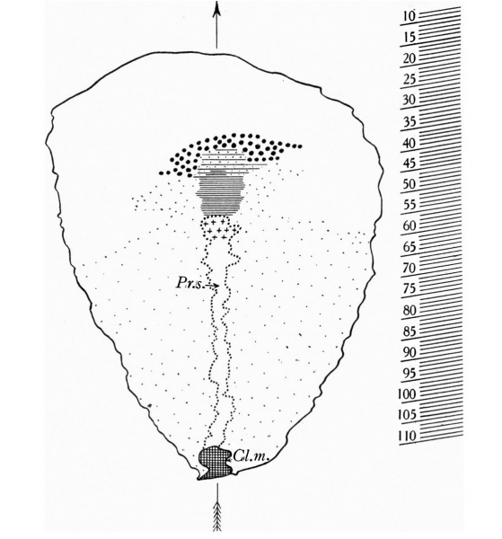 File:Florian1935 textfig01.jpg