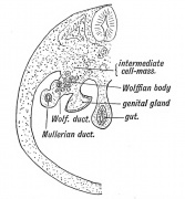 Genital System Development - Embryology