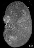 Mouse embryo E15 microCT icon.jpg
