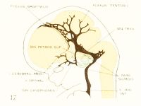 Streeter1921 fig17.jpg