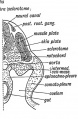 Fig. 126. A corresponding section of an Embryo about the end of the 3rd week (diagrammatic).