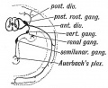 Fig. 128. Diagram of the Nerve System of the 11th Dorsal Segment.
