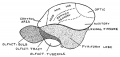 Fig. 114. Lateral Aspect of the Cerebrum of a Primitive Mammal.