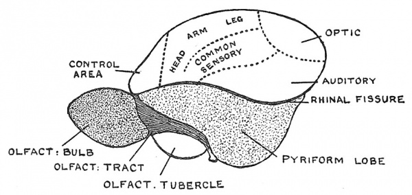 Fig. 114 Lateral Aspect of the Cerebrum of a Primitive Mammal