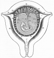 Fig. 182 Diagrammatic section through the gravid human uterus and the embryo at the seventh or eighth week