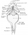 Frontal section through the level of the heart of the 7 mm tadpole