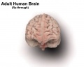 Adult human brain movie icon.jpg