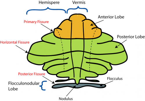 Cerebellum anatomical subdivisions.png