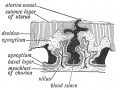 Fig. 30. Decidua Serotina (formed frcm the mucous membrane of uterus) and Chorion