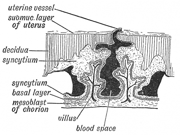 Fig. 30 Diagrammatic Section of the Decidua Serotina (formed frcm the mucous membrane of uterus) and Chorion