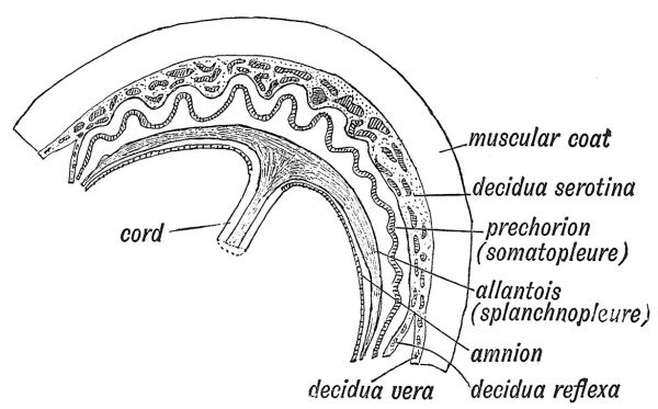 Fig. 33 Diagrammatic Section to show the Elements which enter into the formation of the Placenta.