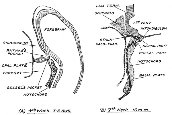 Fig. 102 Development of the Pituitary.