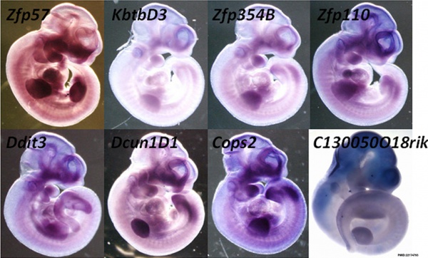 Mouse E12.5 gene expression.jpg