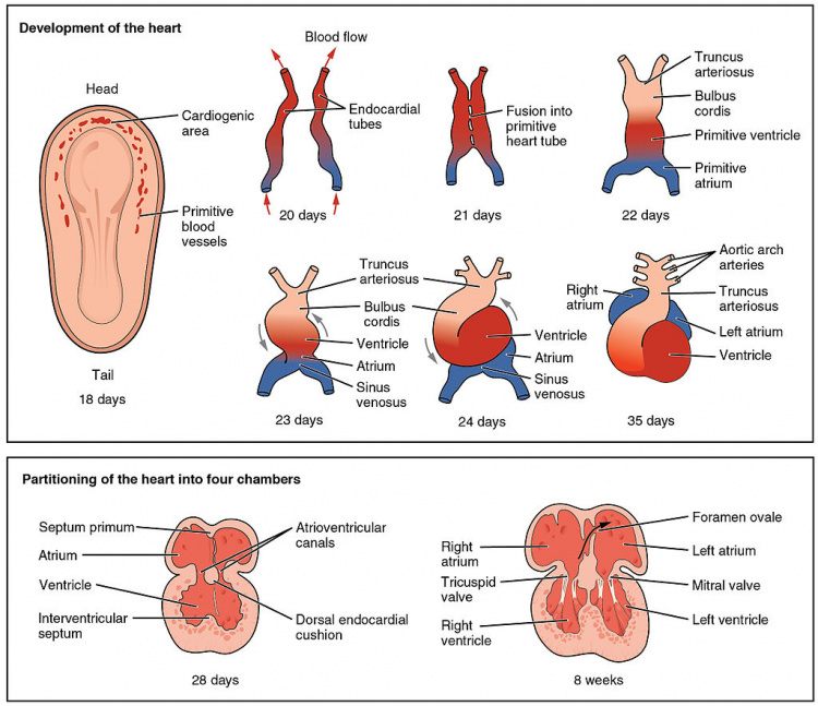 Development of the heart in the fetus and partitioning of the heart into four chambers
