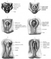 Stages in the development of the external sexual organs in the male and female