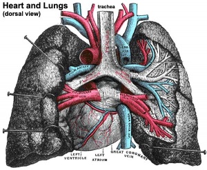 Historic-lungs.jpg