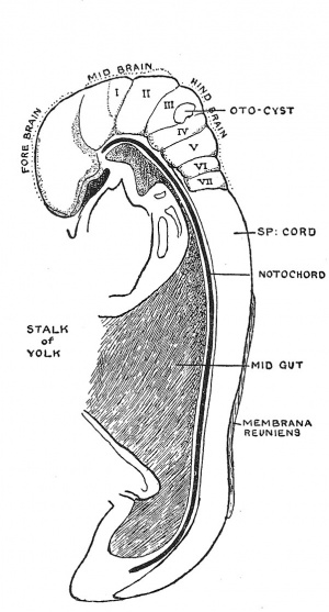 Fig. 73 Lateral View of the Central Nerve System of a Human Embryo of the 4th week