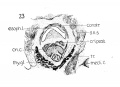 Fig. 23 Frontal section of human Embryo no. 128 (19.5 mm.) to show cricoid cartilage, M. cricoarytaenoideus posterior, and thyreoid gland.