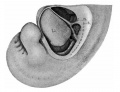 Fig 21 human embryo 11 mm