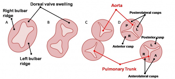 Image result for development of aortic and pulmonary semilunar valves