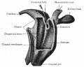 Cloacal region human embryo