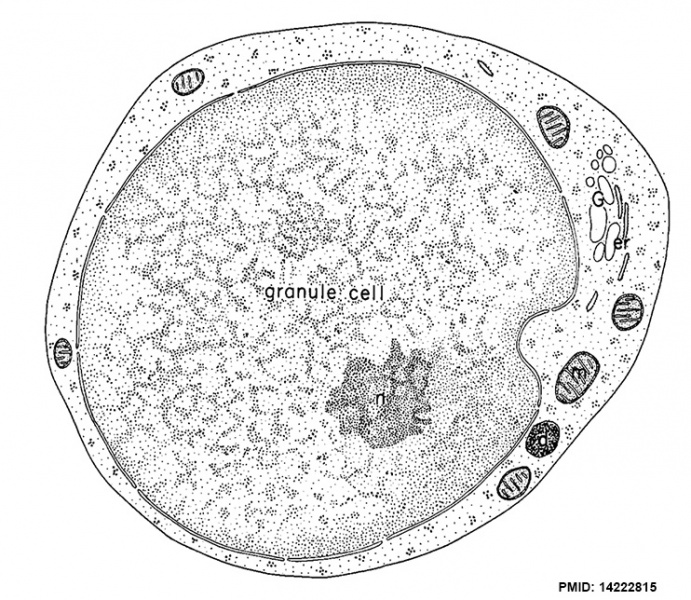 File:Cerebellar granule cell cartoon.jpg