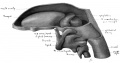 Fig. 38 Wax model of laryngeal region (drawn from the left side)