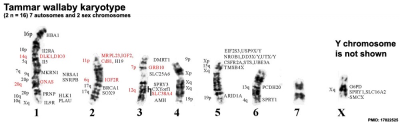 File:Tammar wallaby karyotype.jpg